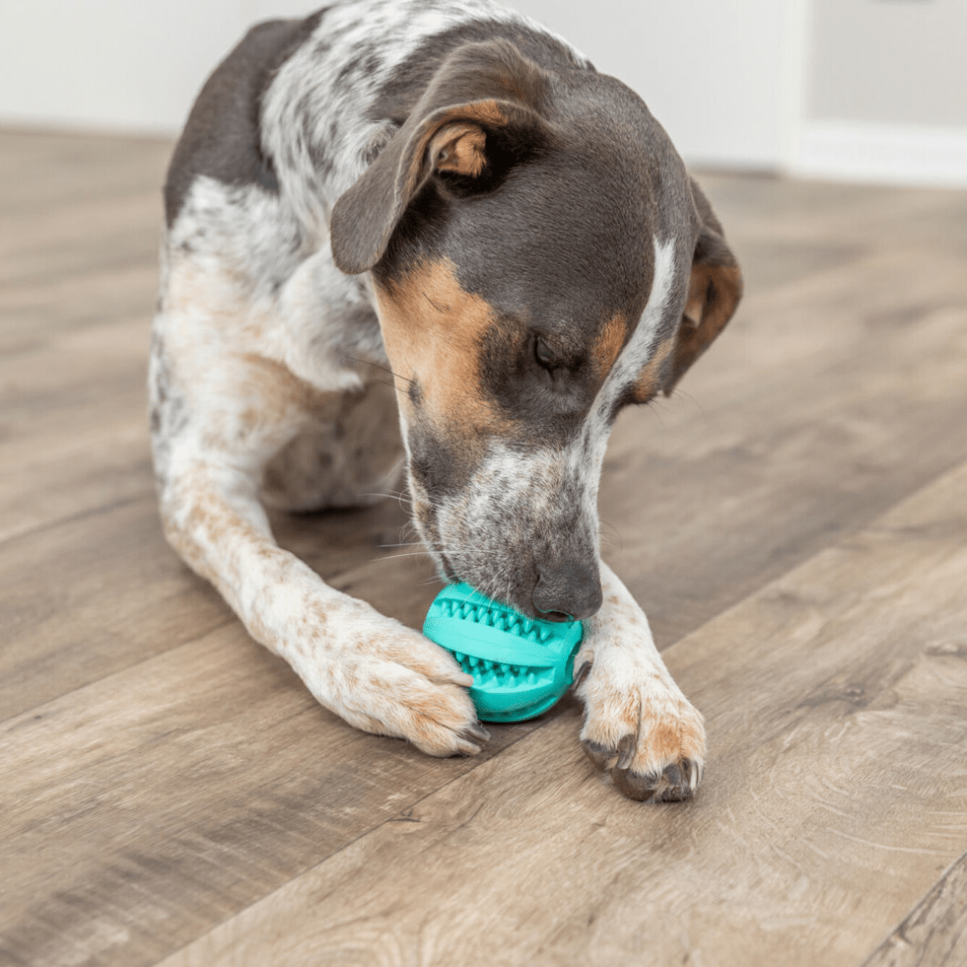 DENTAL pasja igrača ŽOGICA od Trixie | Na voljo pri Forapet