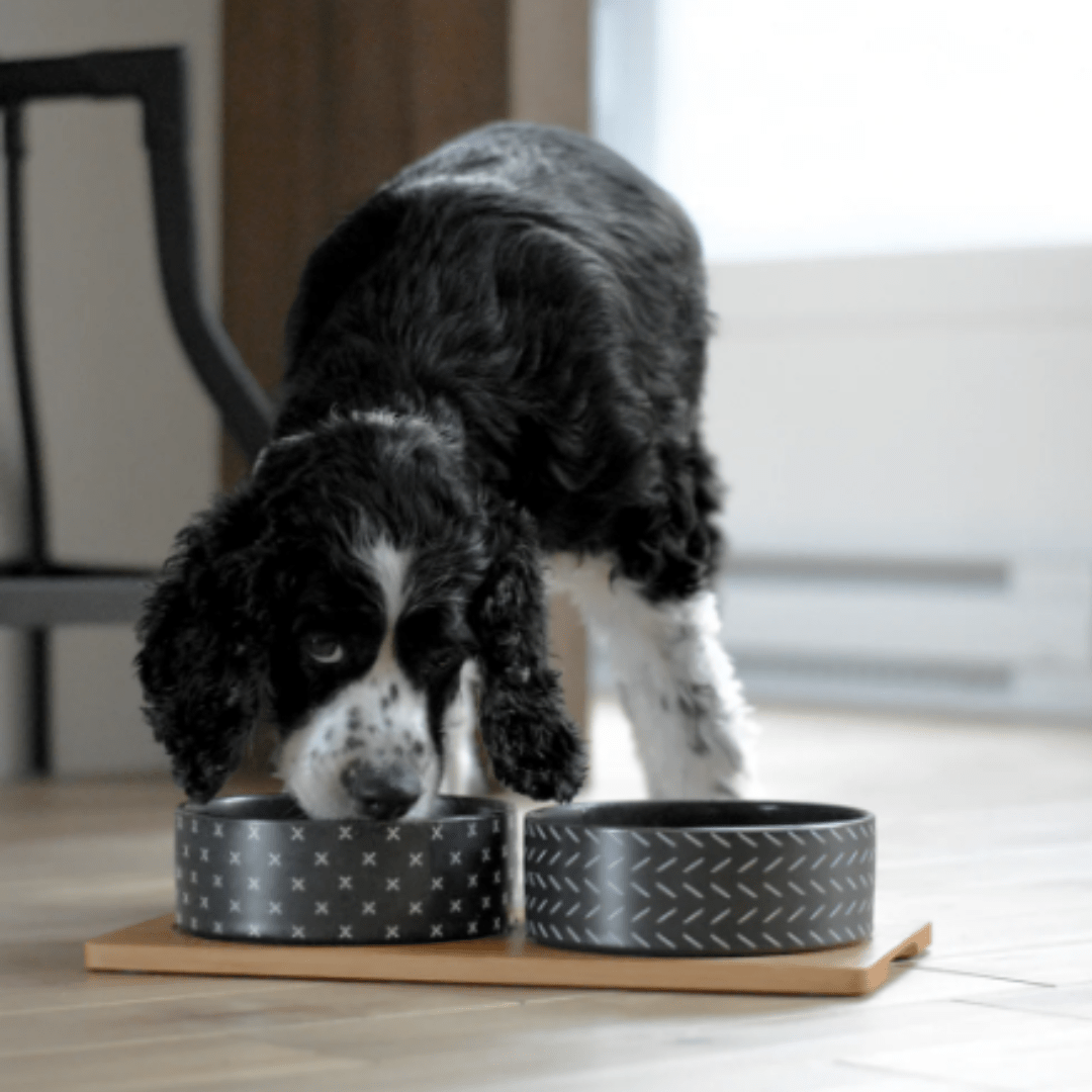 Keramični pasji posodi na podstavku Aja 800 ml od Besta | Na voljo pri Forapet