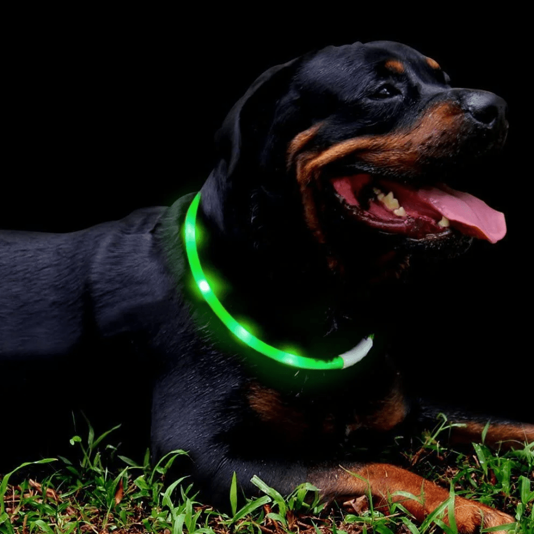 LED svetleča ovratnica od Croci | Na voljo pri Forapet