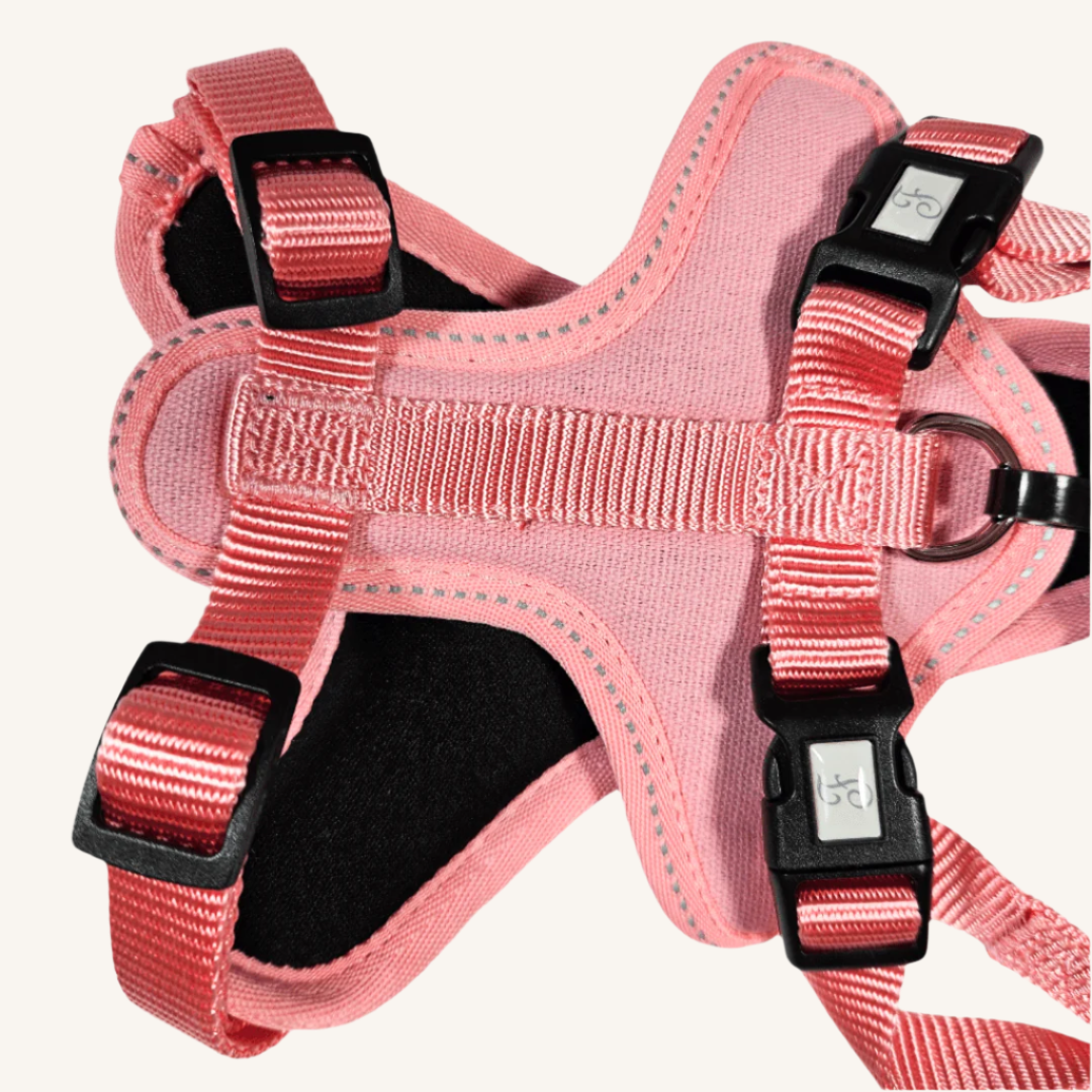 Pasja oprsnica Cesare od Ferribiella | Na voljo pri Forapet