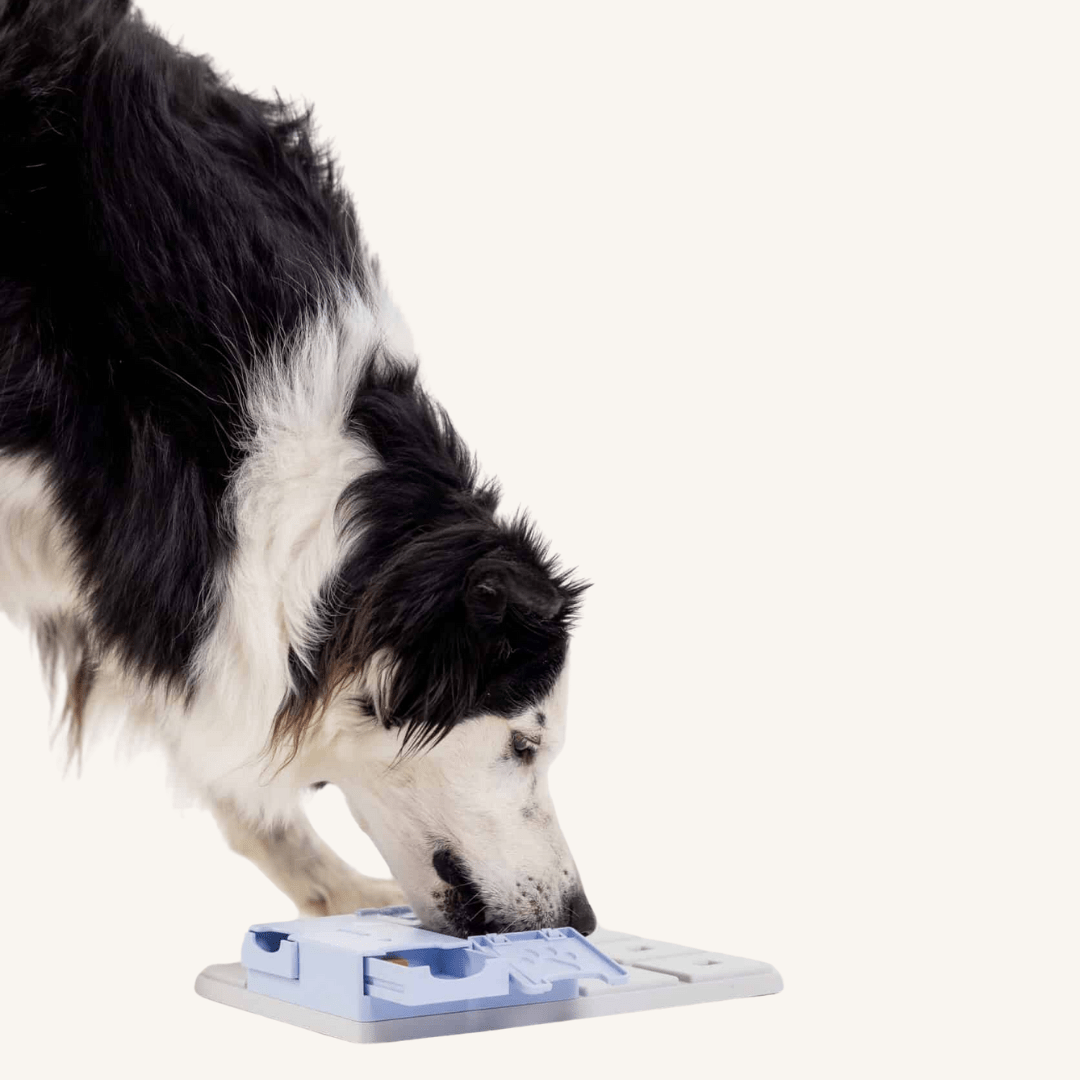 Pawzler ǀ Bunny Pawzle od Pawzler | Na voljo pri Forapet