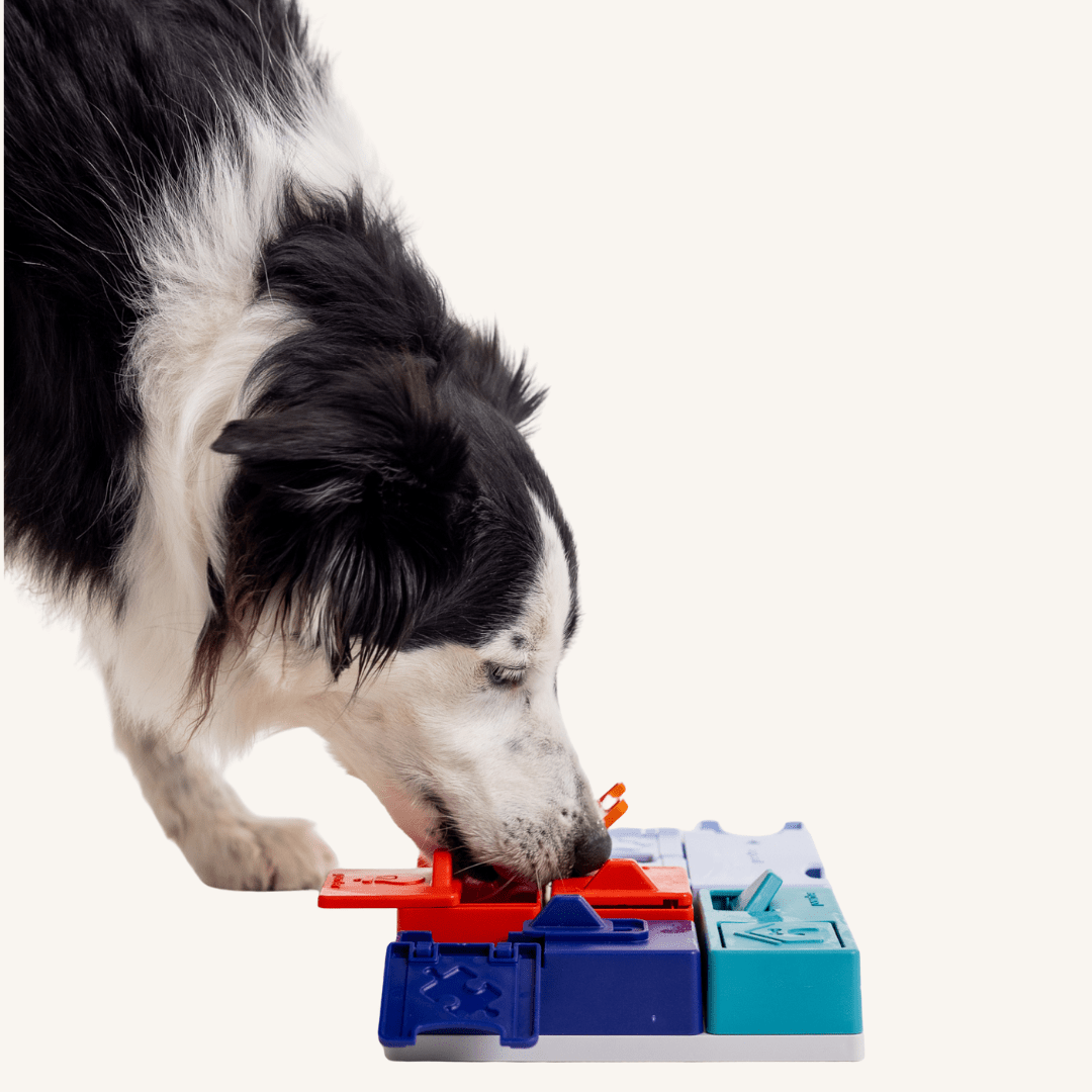 Pawzler ǀ Genius Set od Pawzler | Na voljo pri Forapet