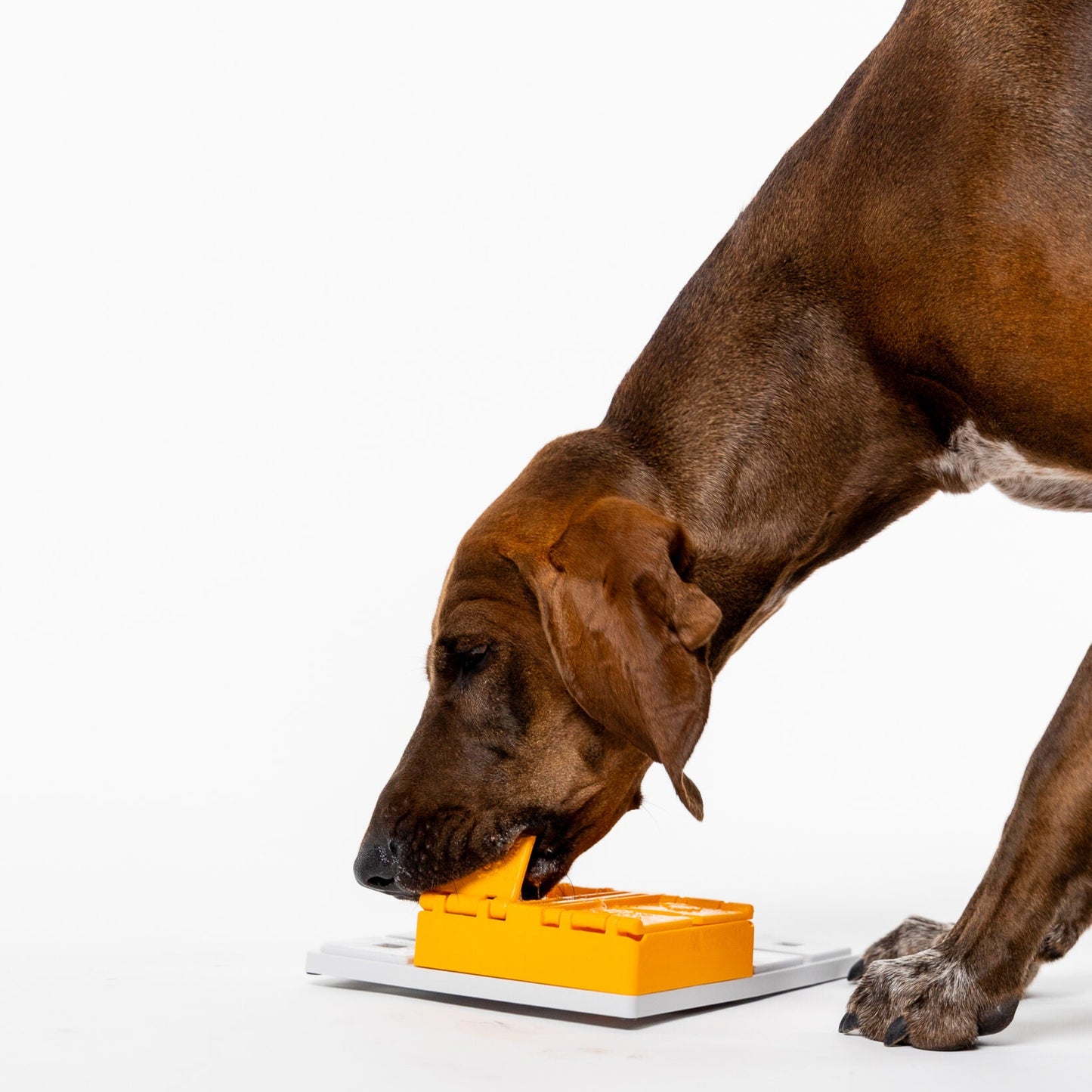 Pawzler ǀ Piper Pawzle od Pawzler | Na voljo pri Forapet