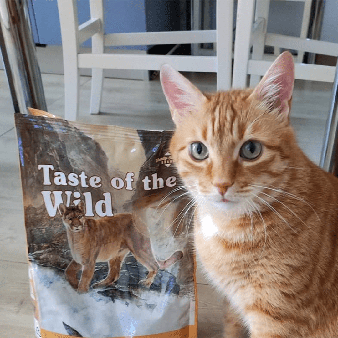 Taste of the Wild ǀ Canyon River mačji briketi - POSTRV 2 kg od Taste of the Wild | Na voljo pri Forapet