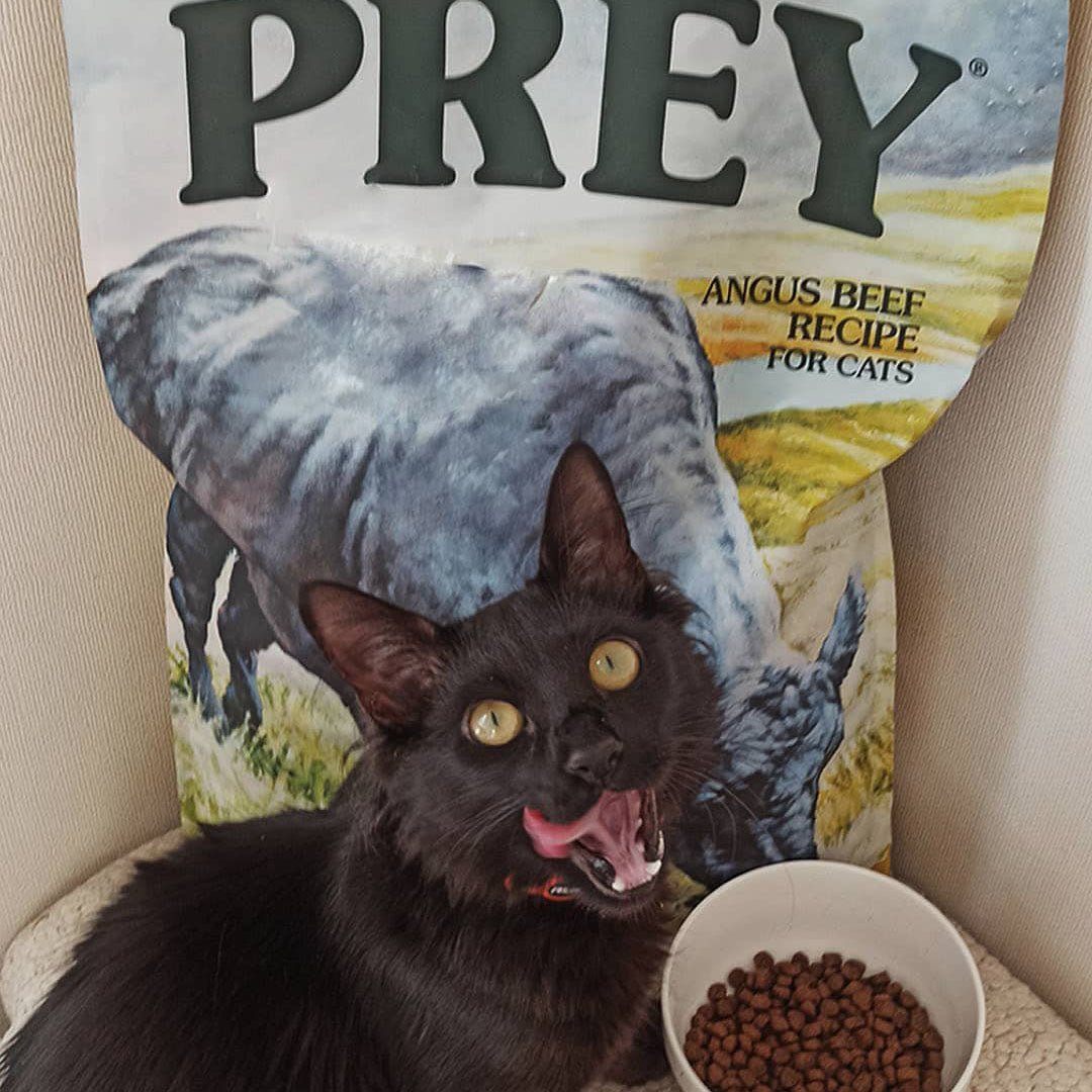 Taste of the Wild ǀ Prey mačji briketi - ANGUS GOVEDINA 2,72 kg od Taste of the Wild | Na voljo pri Forapet
