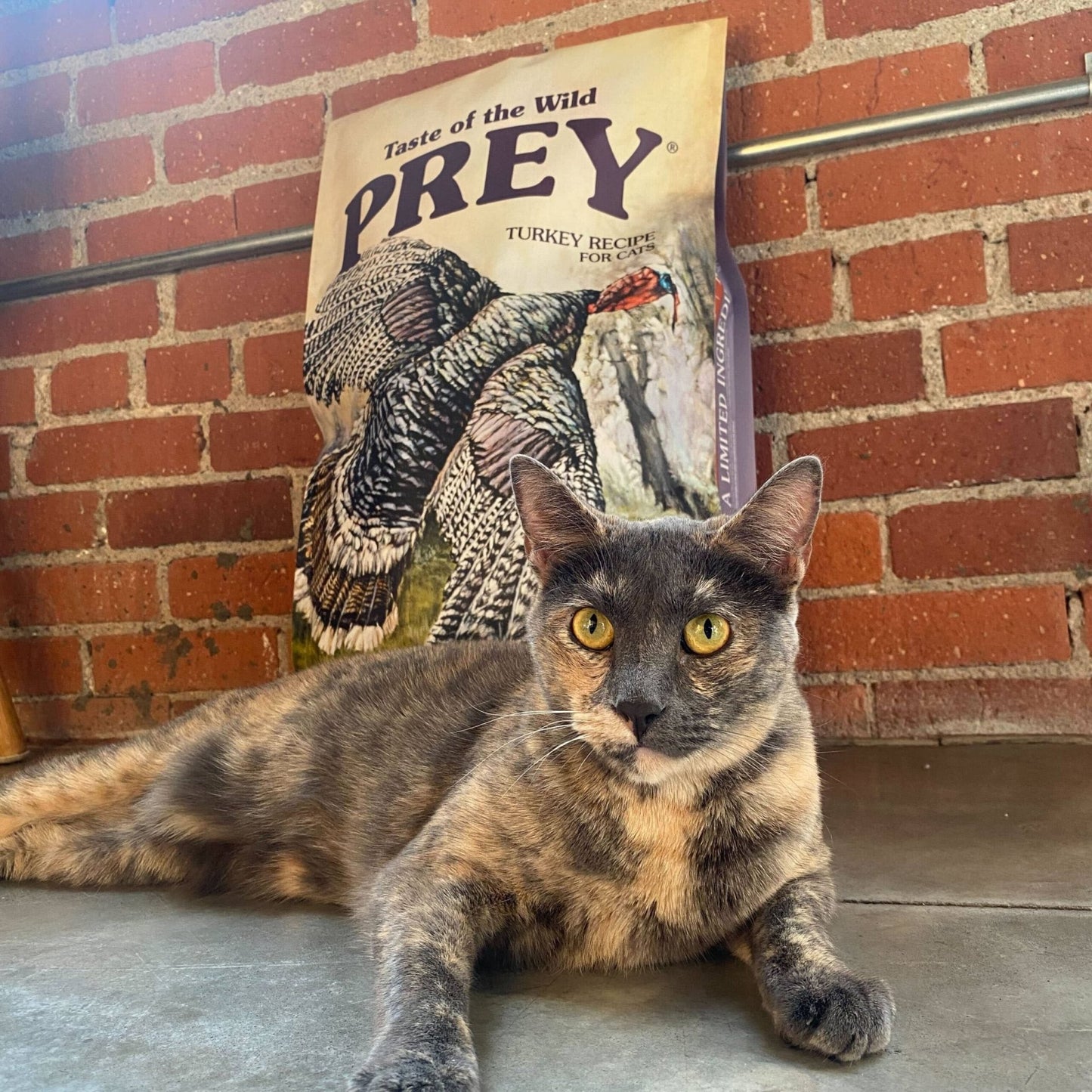 Taste of the Wild ǀ Prey mačji briketi - PURAN 2,72 kg od Taste of the Wild | Na voljo pri Forapet