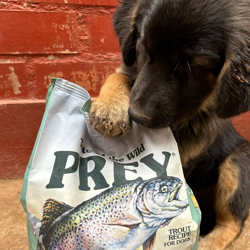 Taste of the Wild ǀ Prey pasji briketi - POSTRV od Taste of the Wild | Na voljo pri Forapet