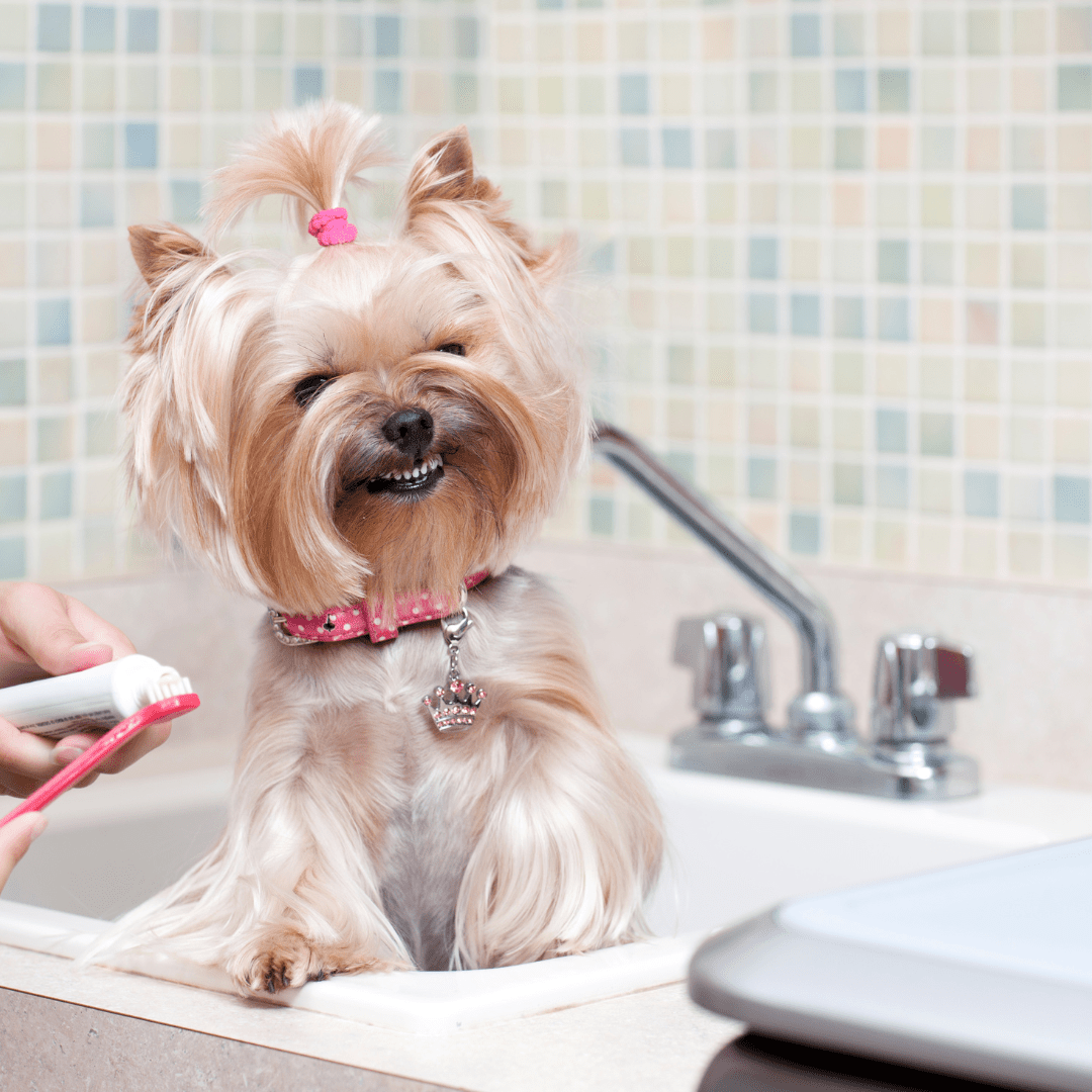 Zobna pasta za pse - META 100 g od Trixie | Na voljo pri Forapet