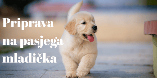 Kaj vse potrebujem za pasjega mladička? - Forapet