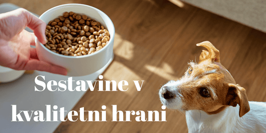 Kako prepoznati kvalitetno pasjo hrano? - Forapet