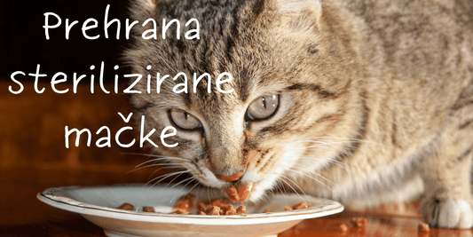 Kakšna naj bo prehrana sterilizirane/kastrirane mačke? - Forapet