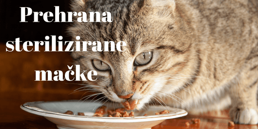 Kakšna naj bo prehrana sterilizirane/kastrirane mačke? - Forapet