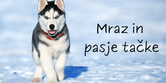 Mraz in pasje tačke? - Forapet