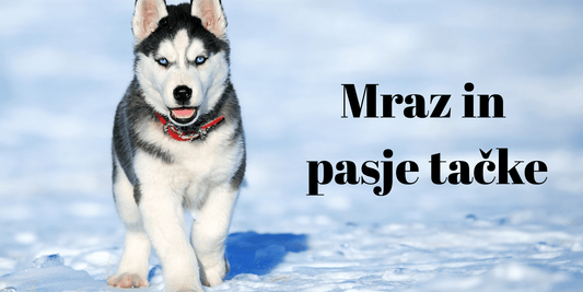 Mraz in pasje tačke? - Forapet