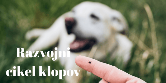Razvojni cikel klopov - Forapet