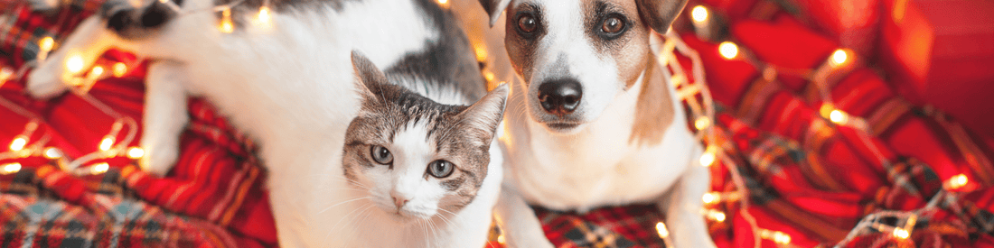 bozicni program - Forapet