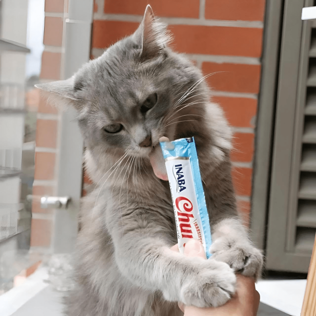 Inaba ǀ mačji kremni priboljšek KOŽA & DLAKA - TUNA 20x14 g od Inaba | Na voljo pri Forapet