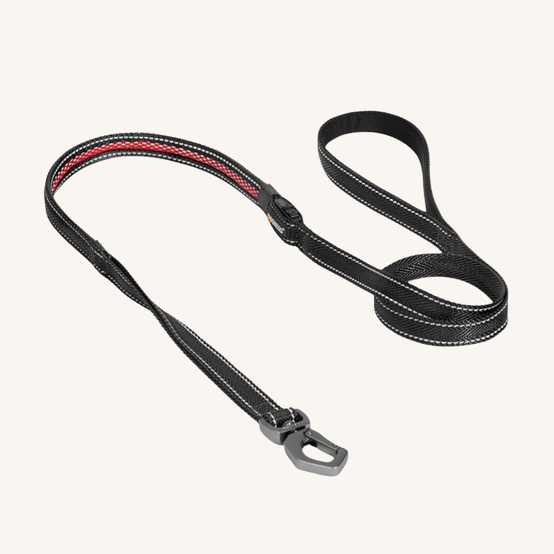 LED pasji povodec M/L od Dogness | Na voljo pri Forapet