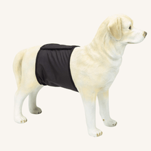 Pas za samce 49 x 14 cm od Beeztees | Na voljo pri Forapet