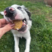 Pasji piškoti HALLOWEEN - BUČA & DIVJAČINA 50 g od Pika pasja pekarna | Na voljo pri Forapet