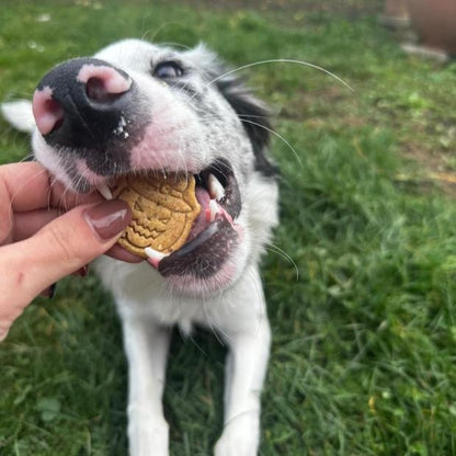 Pasji piškoti HALLOWEEN - BUČA & DIVJAČINA 50 g od Pika pasja pekarna | Na voljo pri Forapet