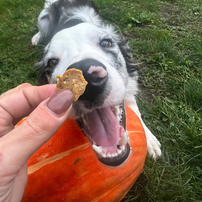 Pasji piškoti HALLOWEEN - BUČA & DIVJAČINA 70 g od Pika pasja pekarna | Na voljo pri Forapet