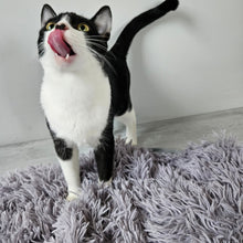 Puhasta odeja 100 x 70 cm  od Ferribiella | Na voljo pri Forapet