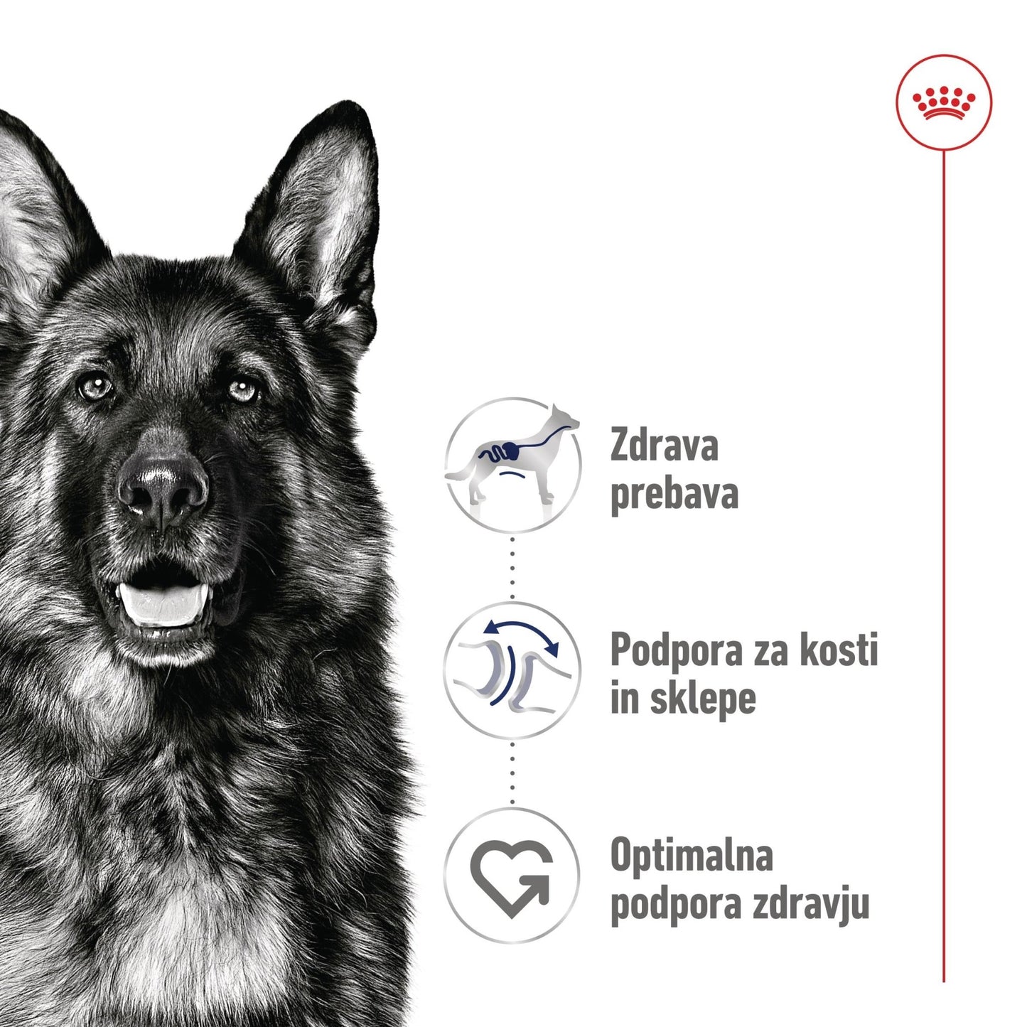 Royal Canin ǀ MAXI pasja mokra hrana 140 g od Royal Canin | Na voljo pri Forapet