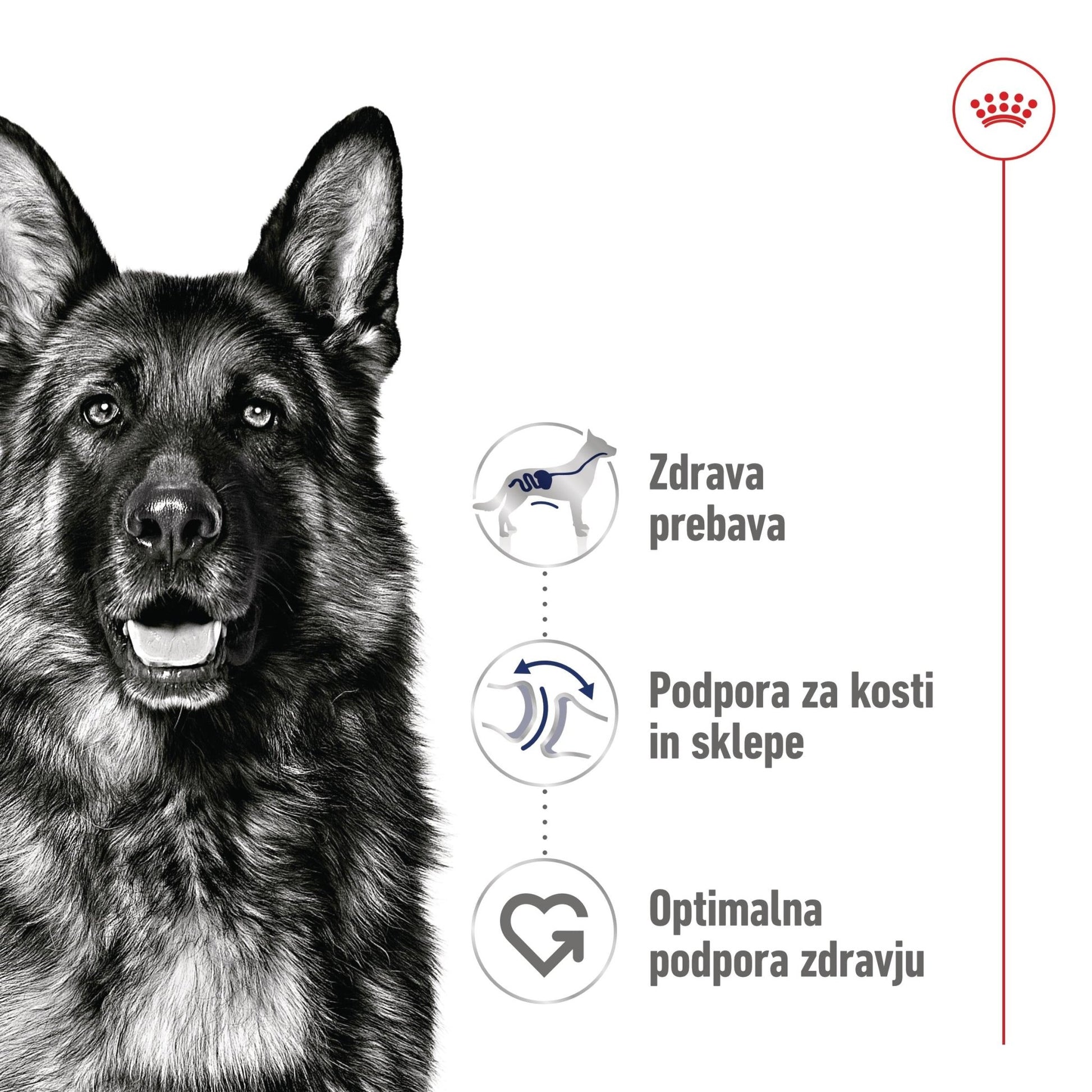 Royal Canin ǀ MAXI pasja mokra hrana 140 g od Royal Canin | Na voljo pri Forapet