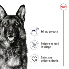 Royal Canin ǀ MAXI pasji briketi - PIŠČANEC od Royal Canin | Na voljo pri Forapet
