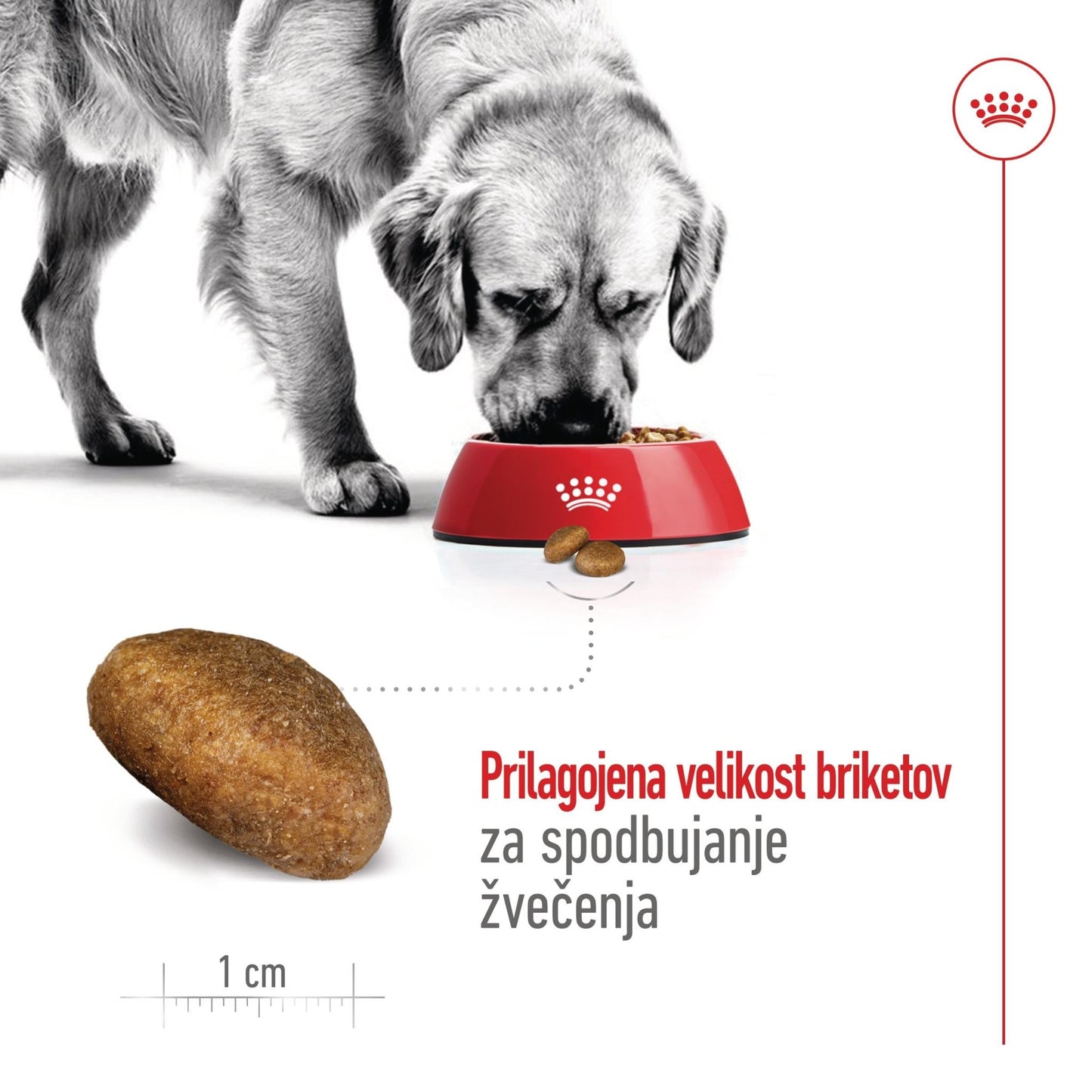 Royal Canin ǀ MAXI pasji briketi - PIŠČANEC od Royal Canin | Na voljo pri Forapet