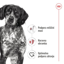 Royal Canin ǀ MEDIUM pasji briketi - PERUTNINA od Royal Canin | Na voljo pri Forapet
